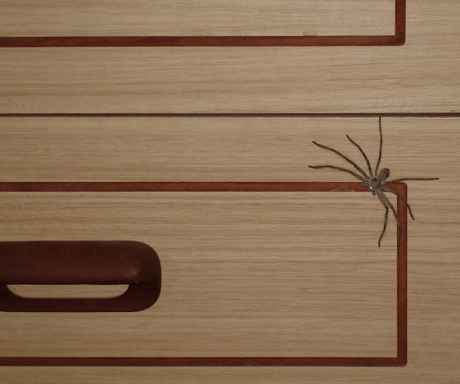 AU Spider